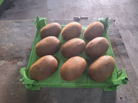 تصویر 5 از قیمت خرید کیوی هایوارد طلایی ازبکستان + فروش ویژه